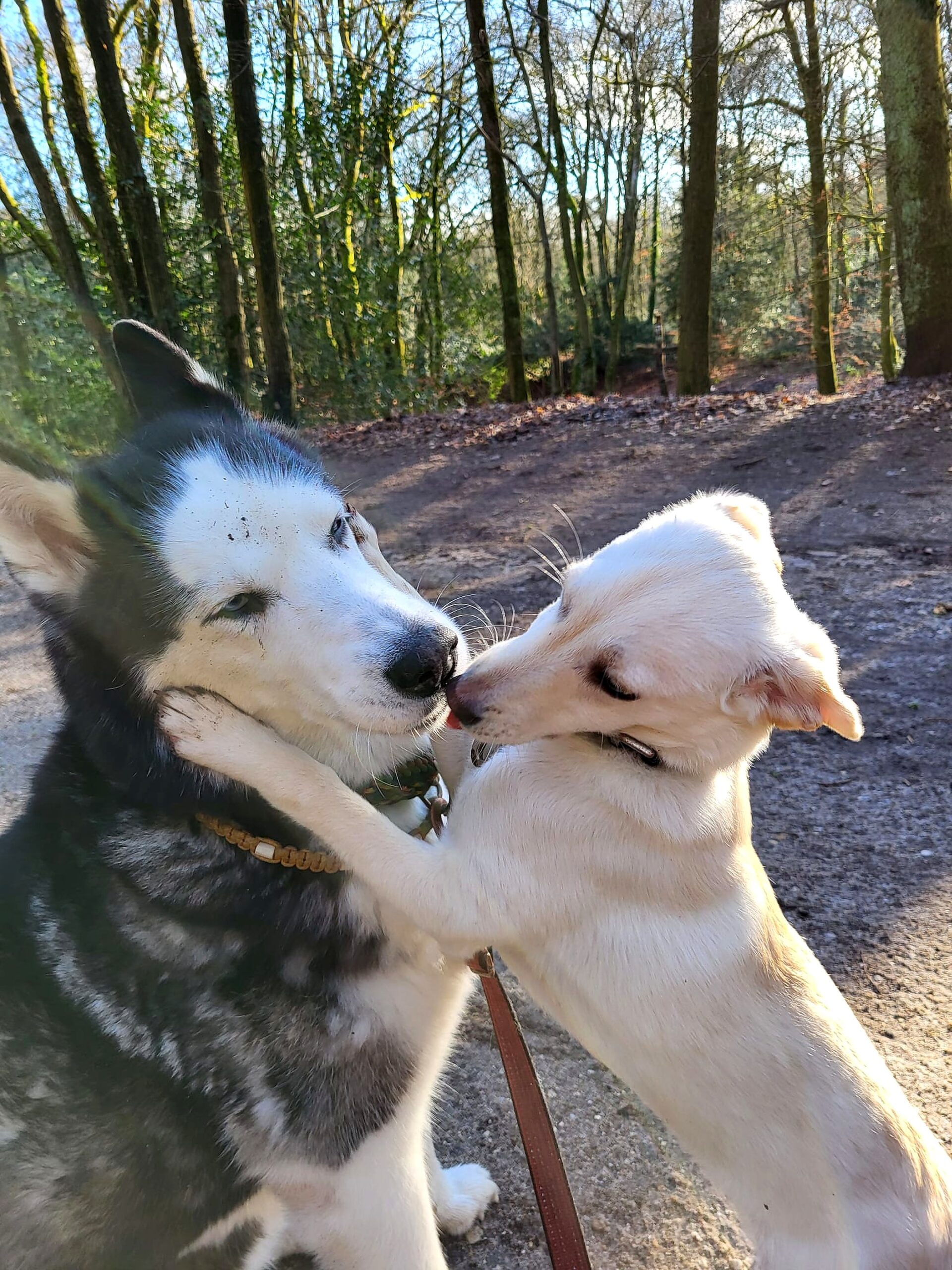 Francis met honden tijdens een wandeling in Amersfoort