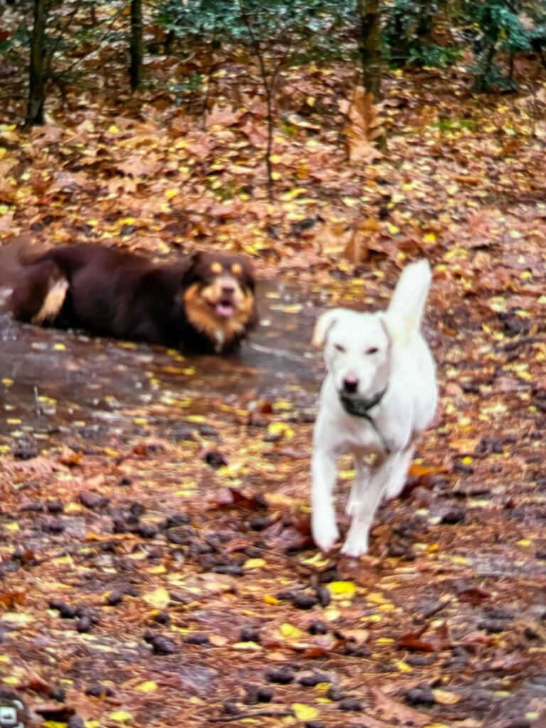Twee honden rennen door de herfstbladeren tijdens een groepswandeling
