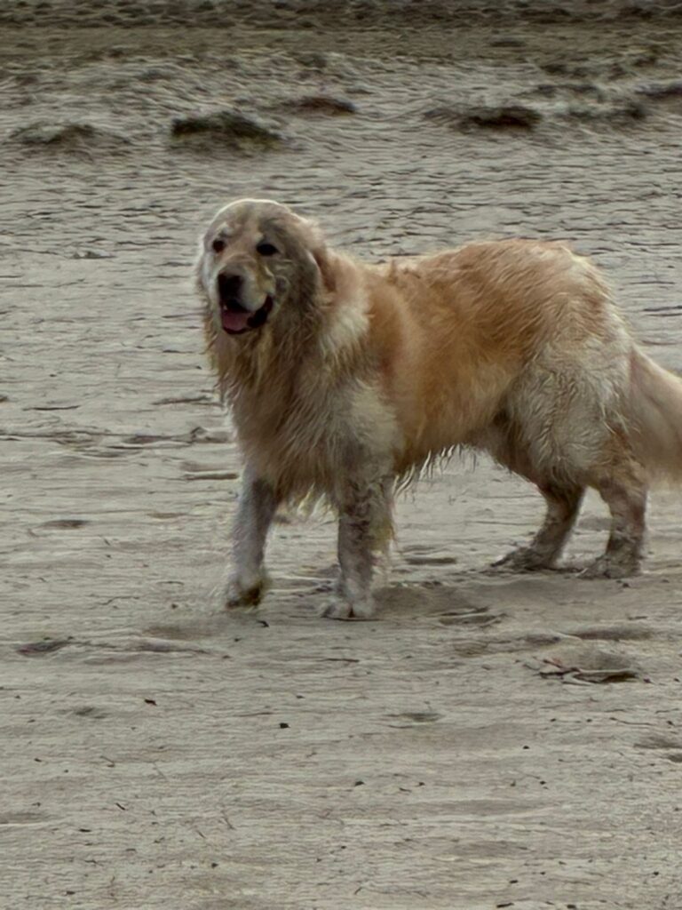 Golden retriever tijdens een privéwandeling