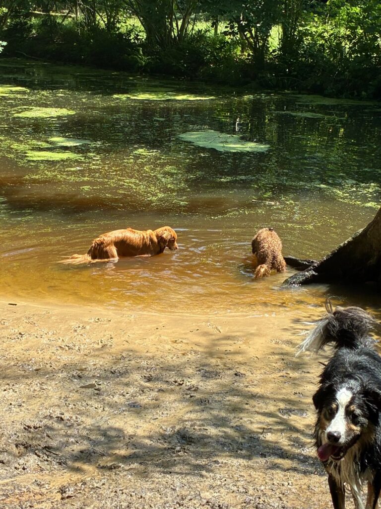 Honden spelen in het water tijdens een wandeling